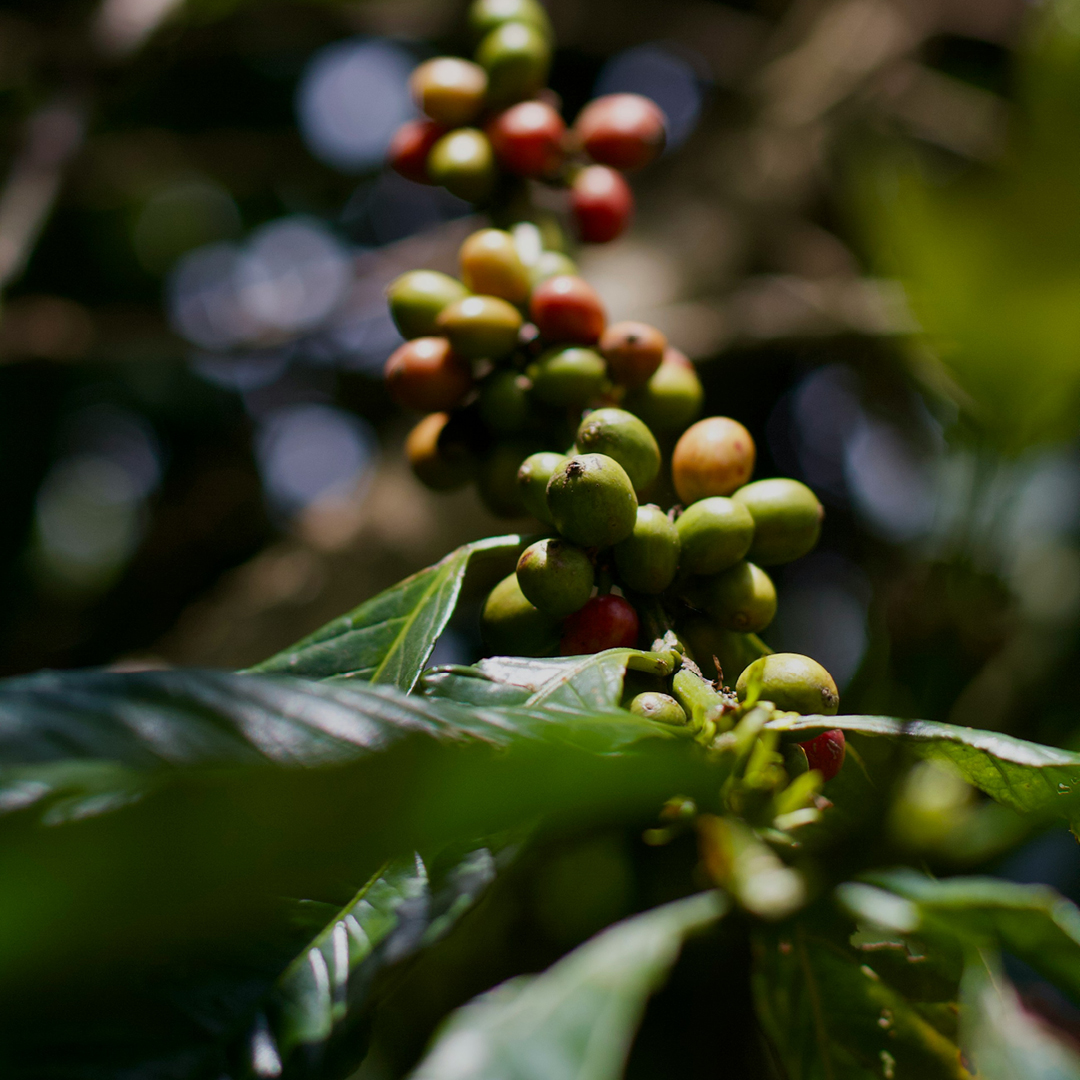 img azienda impegno ecologico